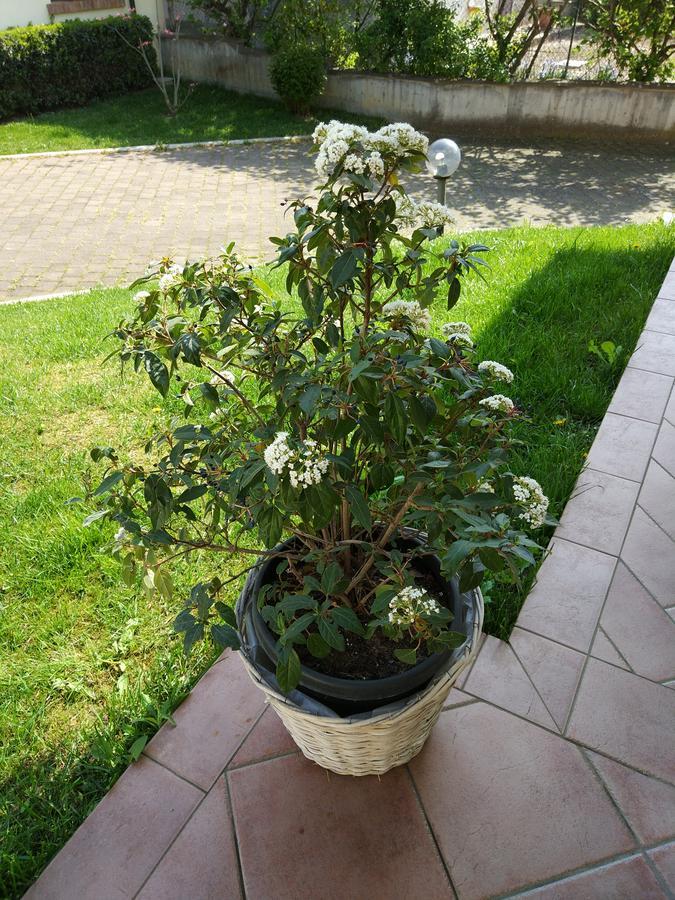 Marinella B&B Cornale Buitenkant foto